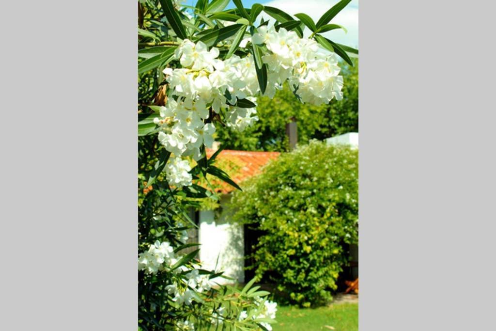 Big Beautiful House With Garden In 5Ta Seccion Neighbourhood Villa Mendoza Eksteriør billede